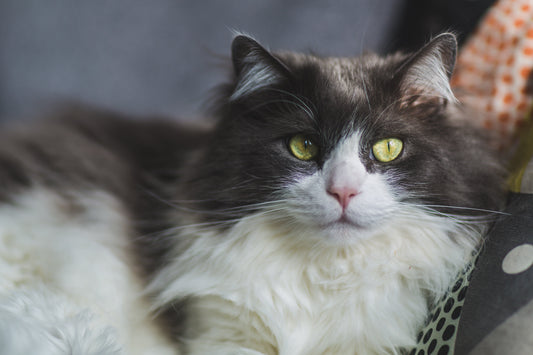 🐾 Comprehensive Cat Care Checklist